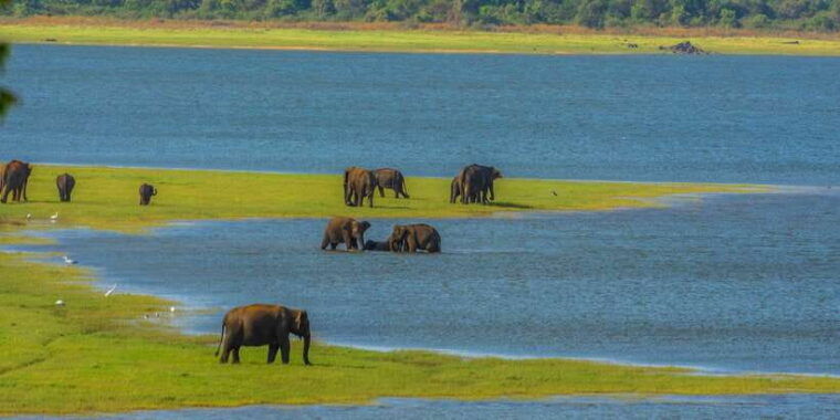 minneriya-minneriya-national-park-private-safari