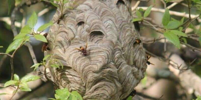 minneriya-minneriya-national-park-private-wildlife-tour