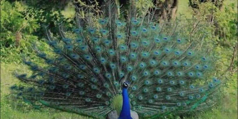 minneriya-minneriya-national-park-private-wildlife-tour