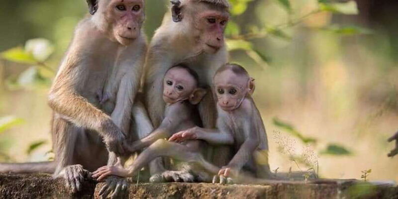 minneriya-minneriya-national-park-private-wildlife-tour