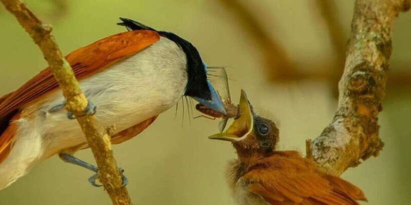 minneriya-minneriya-national-park-private-wildlife-tour