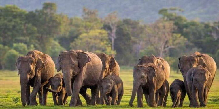 minneriya-minneriya-national-park-private-wildlife-tour