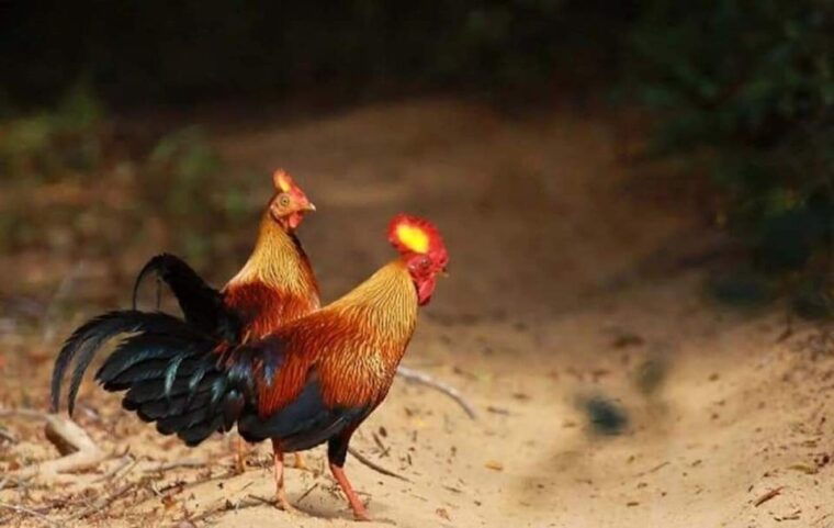 minneriya-minneriya-national-park-private-wildlife-tour