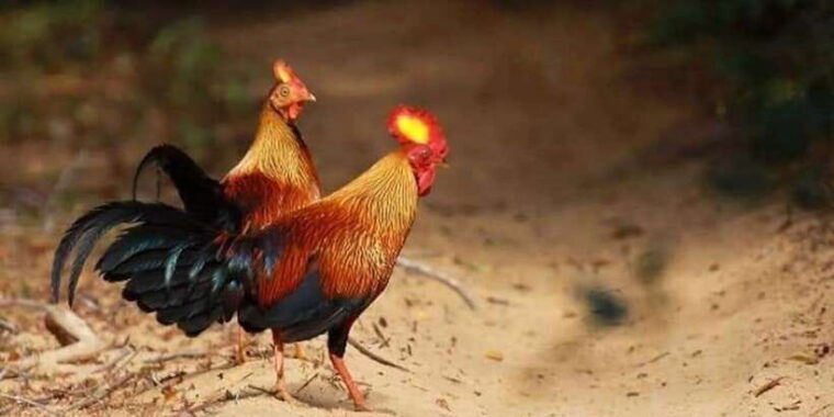 minneriya-minneriya-national-park-private-wildlife-tour