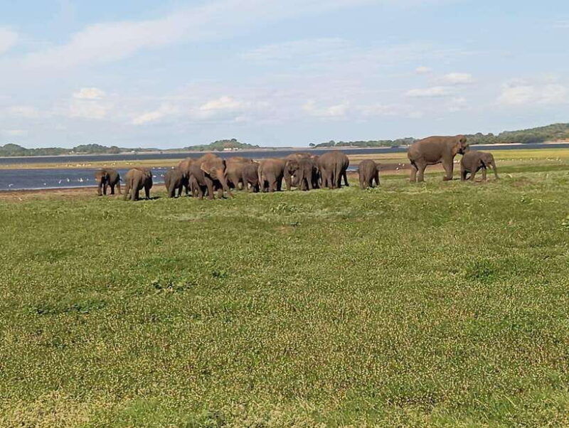 minneriya-morning-jeep-safari-with-hotel-pickup-and-drop-of
