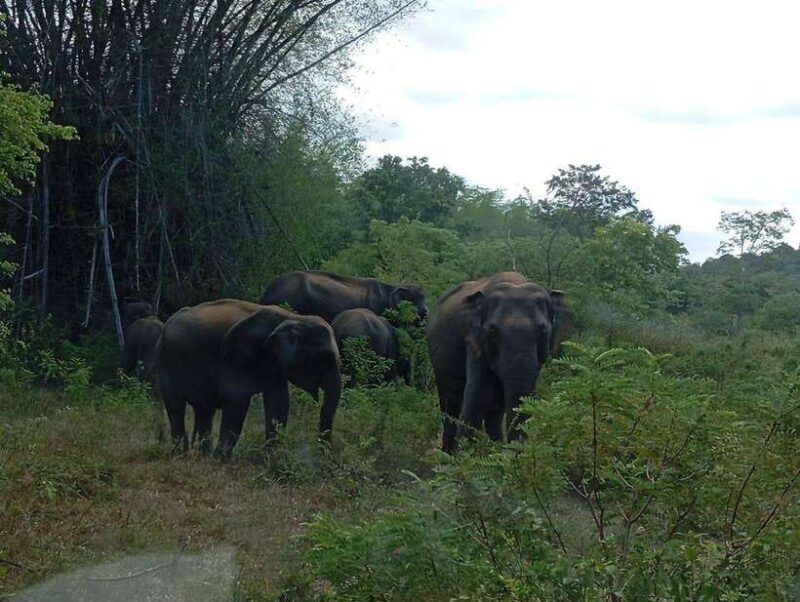 minneriya-morning-jeep-safari-with-hotel-pickup-and-drop-of