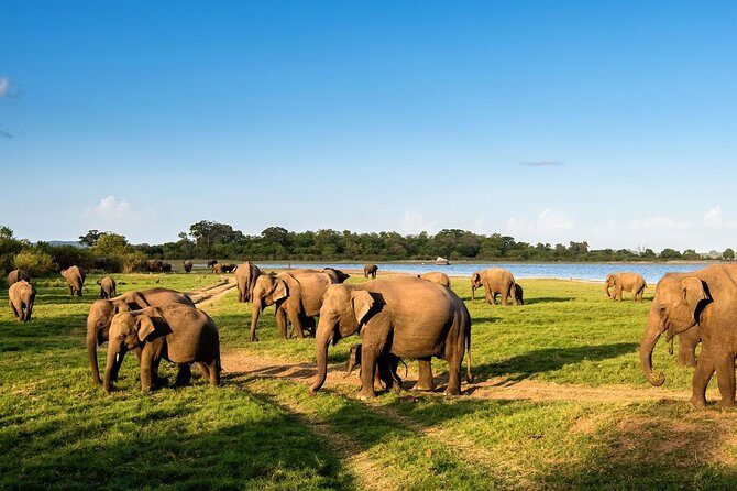 Minneriya National Park ( All Inclusive ) and Sigiriya Day Excursion - Authentic Experiences and Tips