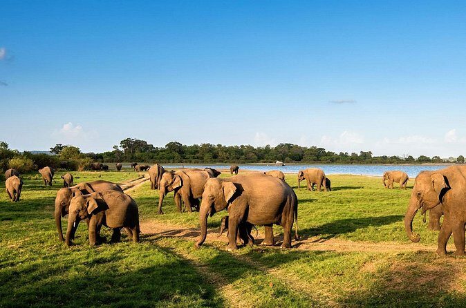 Minneriya National Park ( All Inclusive ) and Sigiriya Day Excursion - Who Should Consider This Tour?
