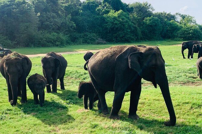 Minneriya National Park Elephant Safari - Key Points