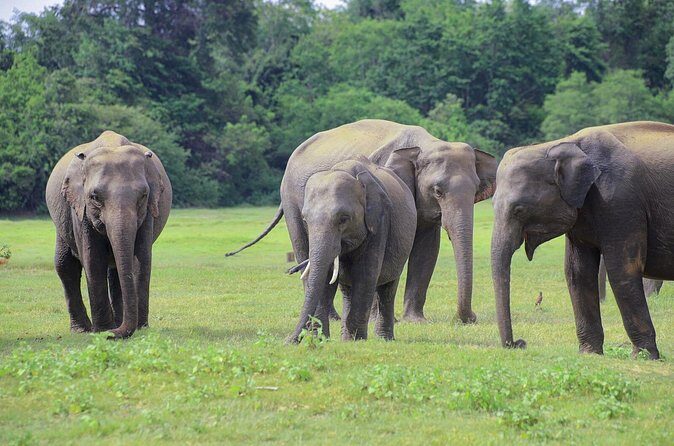 Minneriya National Park Elephant Safari - The Value of the Tour