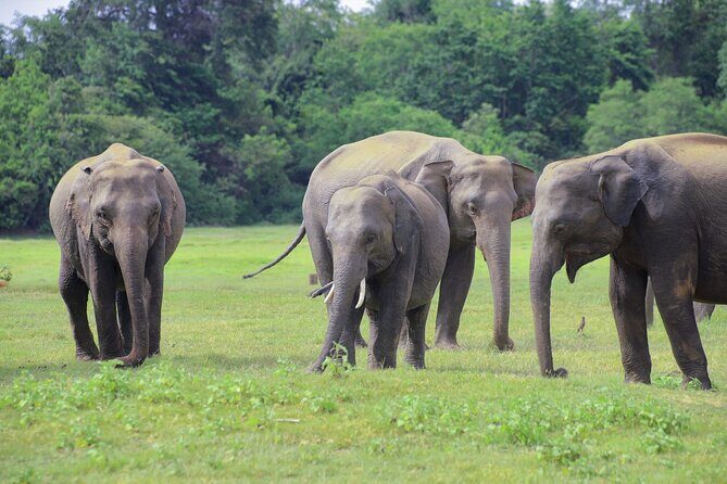 Minneriya National Park Elephant Safari - What Travelers Love Most