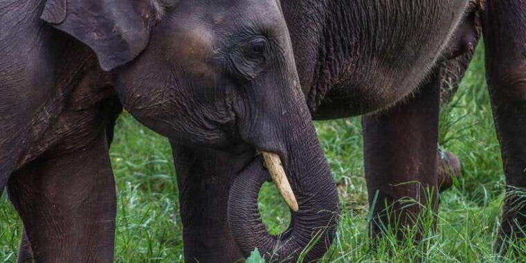 minneriya-national-park-elephant-safari-by-4x4-jeep