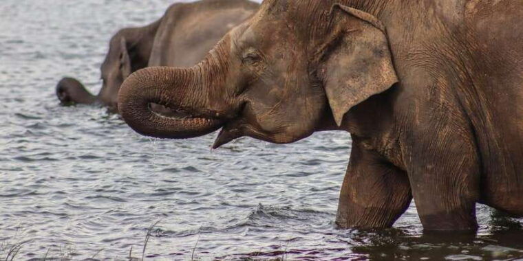 minneriya-national-park-elephant-safari-by-4x4-jeep