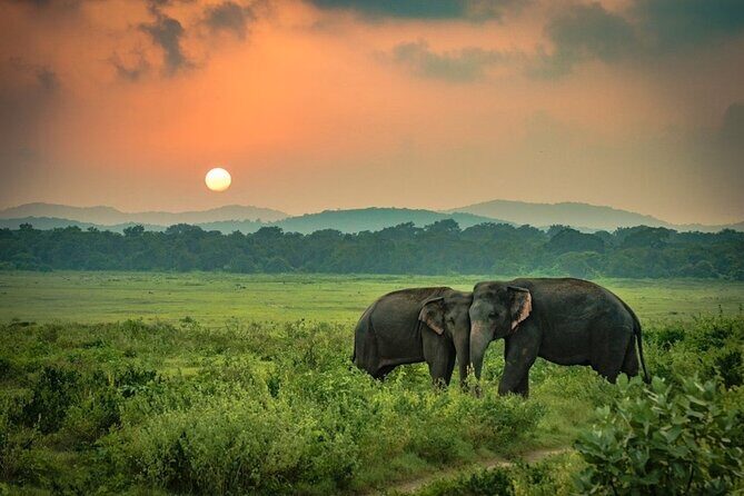 Minneriya National Park Elephant Safari from Sigiriya - What to Expect from the Experience
