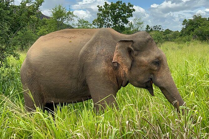 Minneriya National Park Elephant Safari from Sigiriya - Practical Details and Tips