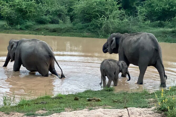 Minneriya National Park Elephant Safari from Sigiriya - Final Thoughts
