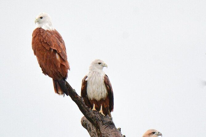 Minneriya National Park Elephant Safari  from Sigiriya - Authentic Experiences and Review Insights