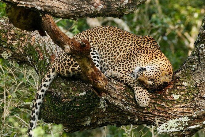 Minneriya National Park Elephant Safari  from Sigiriya - FAQ