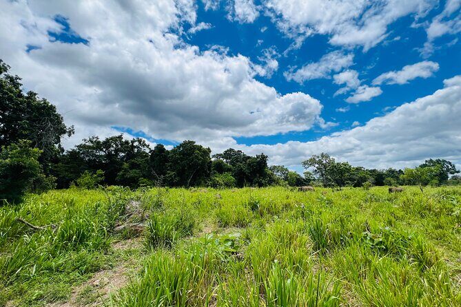 Minneriya National Park Elephant Safari Tour - Key Points