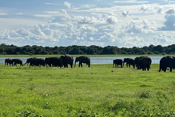 Minneriya National Park Elephant Safari Tour - Who Will Love This Experience?