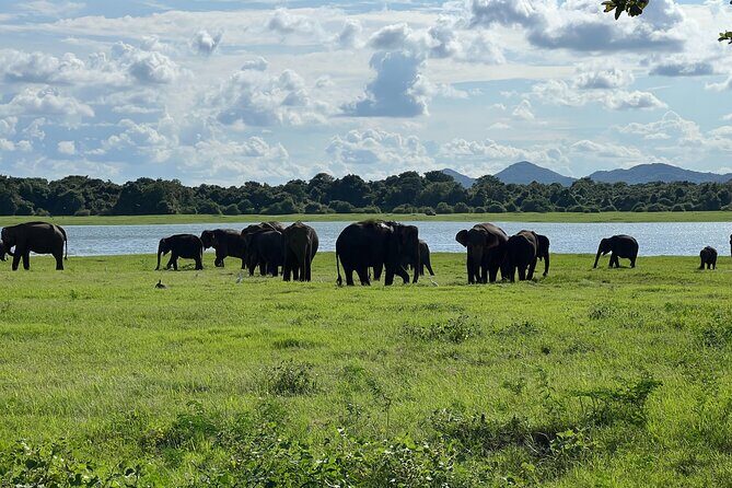 Minneriya National Park Elephant Safari Tour - Frequently Asked Questions
