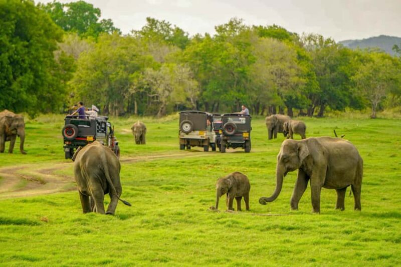 Minneriya National Park: Elephant Safari With Expert Guide - Key Points