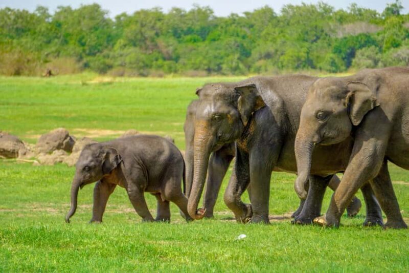 Minneriya National Park: Elephant Safari With Expert Guide - The Itinerary in Detail