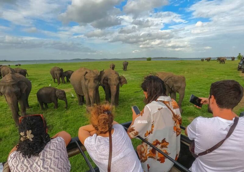 Minneriya National Park: Elephant Safari With Expert Guide - Who Is This Tour Best For?