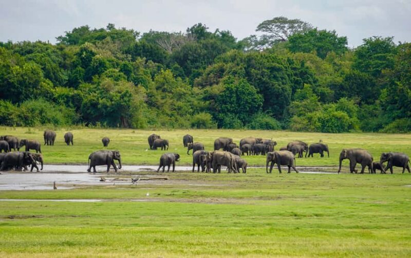 Minneriya National Park: Elephant Safari With Expert Guide - The Sum Up