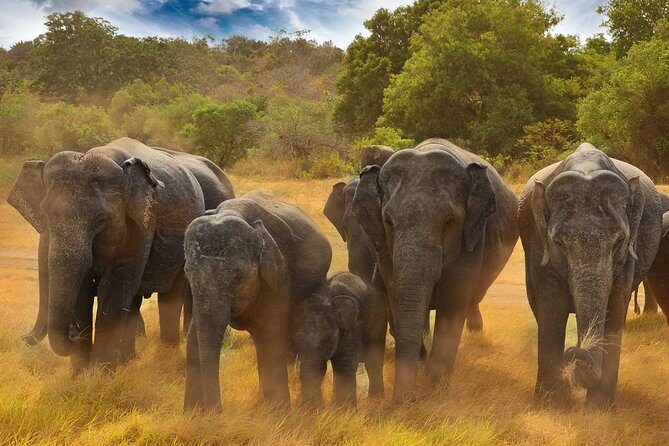 Minneriya National Park Half Day Jeep Safari - Key Points