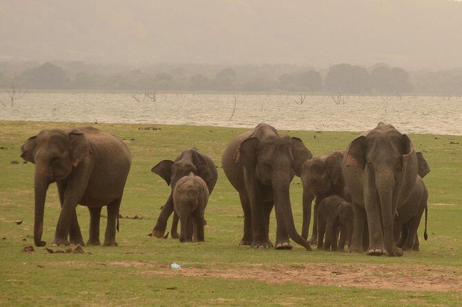 Minneriya National Park Half Day Jeep Safari - Frequently Asked Questions