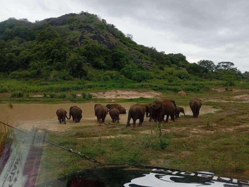 minneriya-national-park-half-day-safari-morning-or-evening