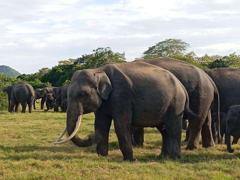 minneriya-national-park-half-day-safari-morning-or-evening
