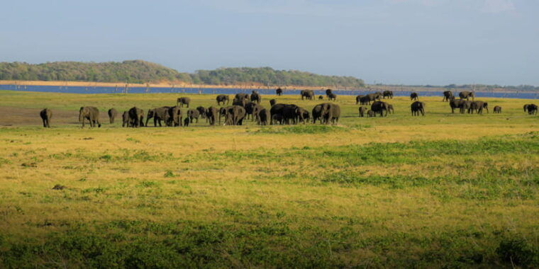 minneriya-national-park-half-day-sri-lanka-jeep-safari