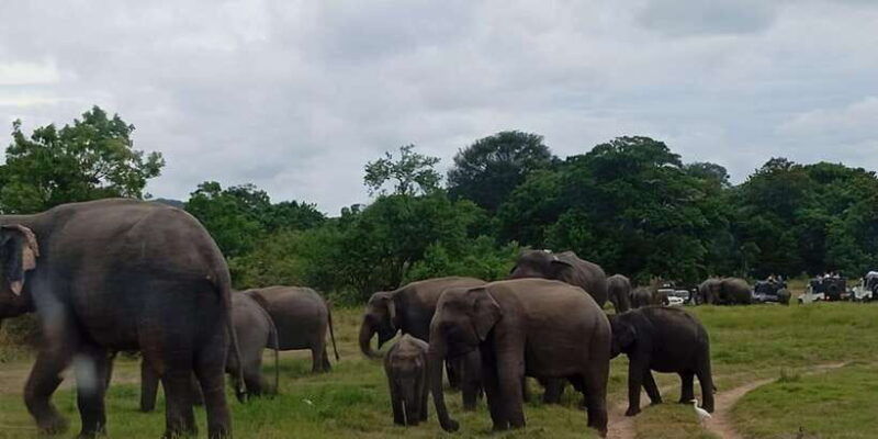 minneriya-national-park-jeep-safari-from-sigiriya-dambulla