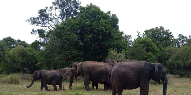 minneriya-national-park-jeep-safari-from-sigiriya-dambulla