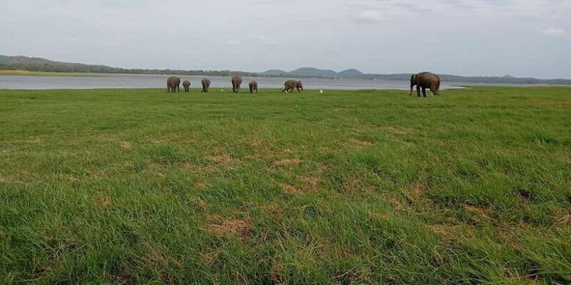 minneriya-national-park-jeep-safari-from-sigiriya-dambulla