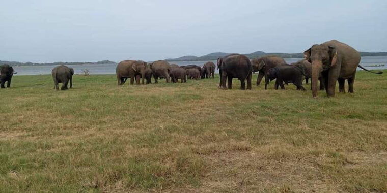 minneriya-national-park-jeep-safari-from-sigiriya-dambulla