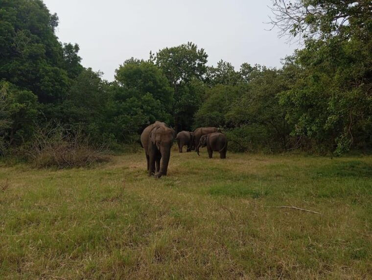 minneriya-national-park-jeep-safari-from-sigiriya-dambulla