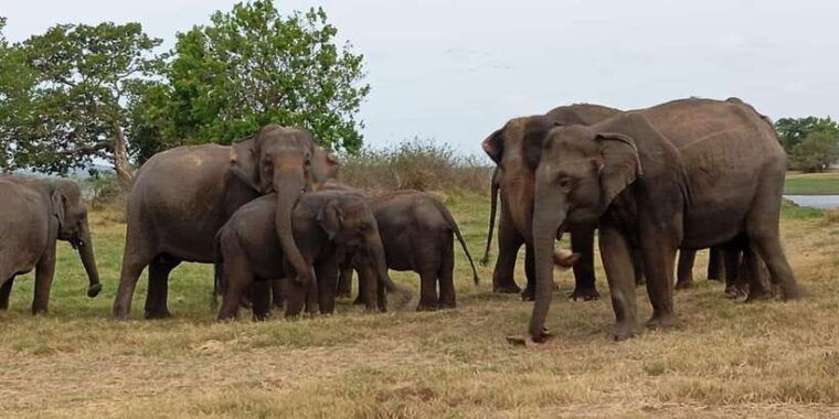 minneriya-national-park-jeep-safari-from-sigiriya-dambulla