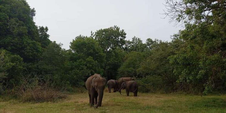 minneriya-national-park-jeep-safari-from-sigiriya-dambulla