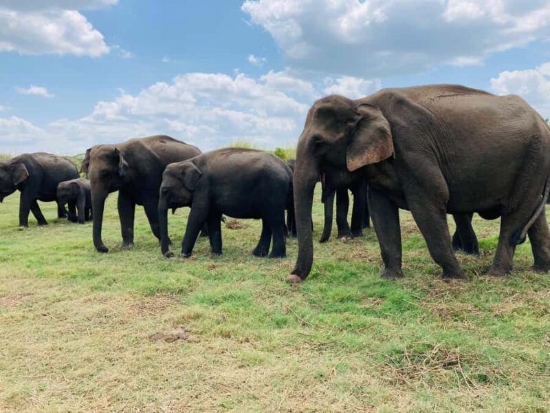 Minneriya National Park: Jeep Safari Include Entrance Fees - Key Points