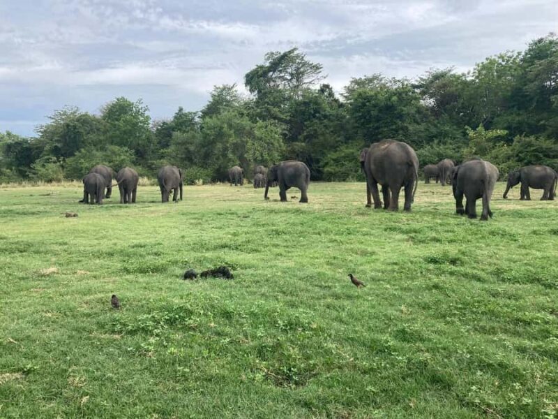 Minneriya National Park: Jeep Safari Include Entrance Fees - Who Should Consider This Tour?