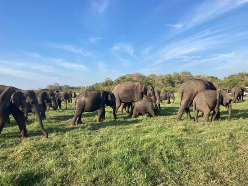 Minneriya National Park: Jeep Safari Include Entrance Fees - FAQ