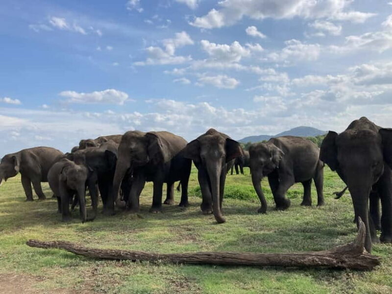 Minneriya National Park: Private 4x4 Jeep Safari - An Authentic Sri Lankan Safari Experience