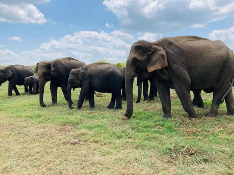 Minneriya National Park: Private 4x4 Jeep Safari - The Sum Up