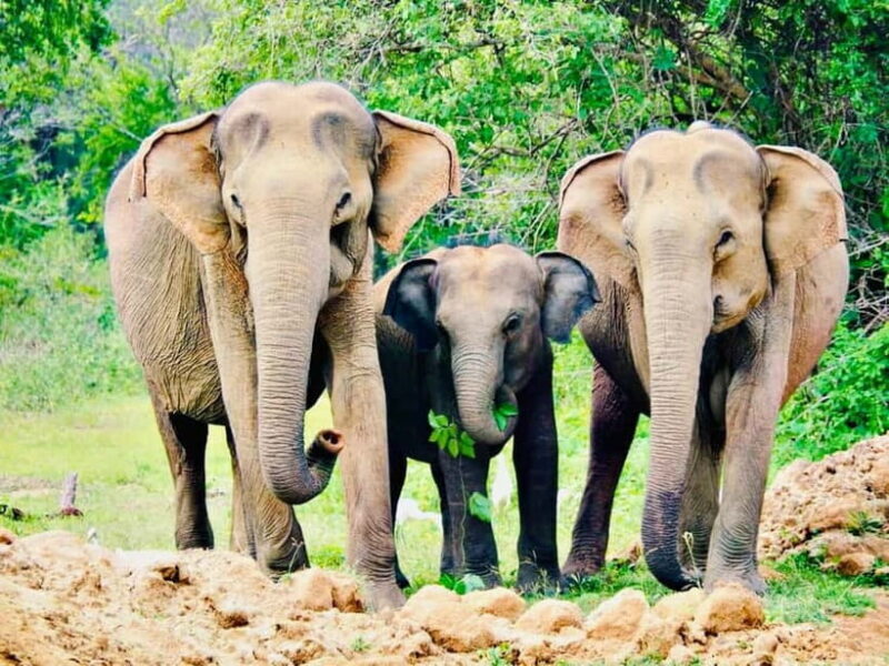 Minneriya National Park: Private 4X4 Safari From Trincomale - Key Points