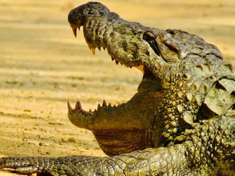 Minneriya National Park: Private 4X4 Safari From Trincomale - The Journey: From Trincomalee to Minneriya