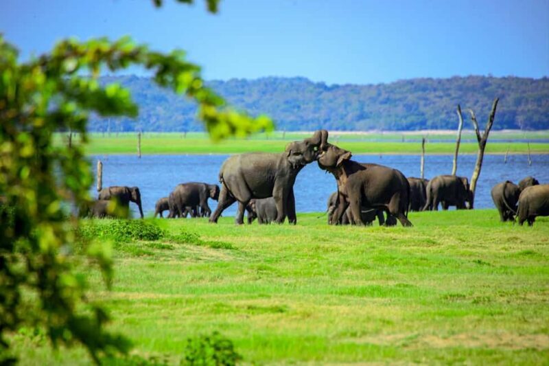 Minneriya National Park: Private Jeep Safari - All Inclusive - Key Points