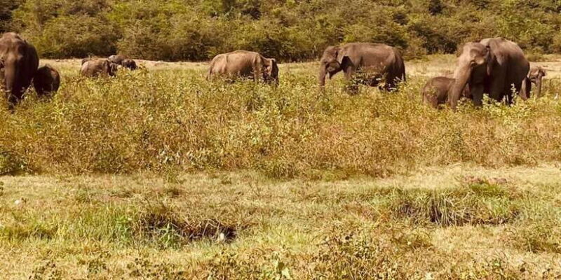 Minneriya National Park: Private Jeep Safari - All Inclusive - FAQ